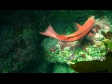 Pigfish 1380